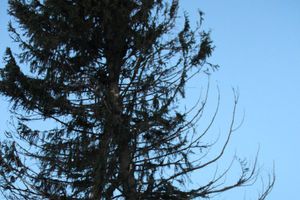 Новогодняя ель приехала в Великие Луки