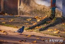 Прогноз погоды в Великих Луках на 2 октября