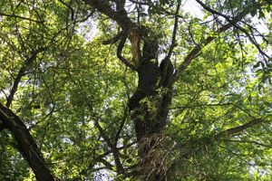 Опасный тротуар на проспекте Гагарина (ФОТО)