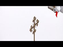 Перец-Рапид: Святочные гадания