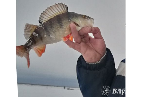 Псковско-Чудское озеро лидирует в объёмах добычи рыбы в России