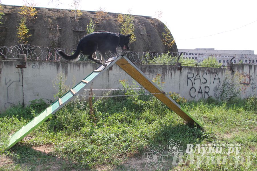День открытых дверей на спортивно-дрессировочной площадке