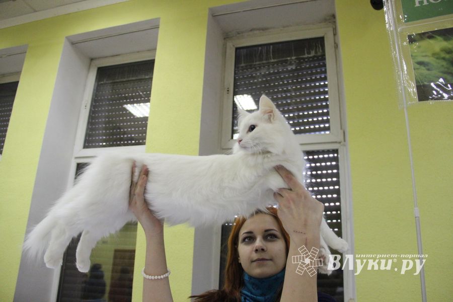 В Великих Луках прошла выставка кошек (фото)