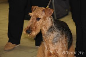 Всероссийская выставка собак в Великих Луках (фото)