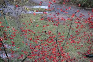 Зима в Великих Луках будет суровой (ФОТО)