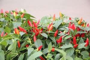 Ярмарка «Осень-2017» (ФОТО)