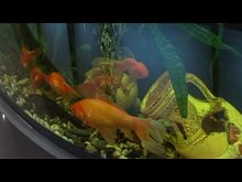 Перец-Рапид: «Золотой рыбке» 5 лет