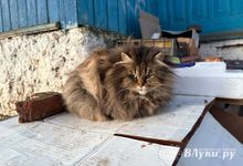 Прогноз погоды на 5 марта в Великих Луках