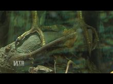 Импульс-ТВ: Выставка в Краеведческом музее