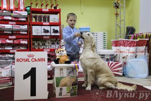 Всероссийская выставка собак «Великие Луки — 2014»