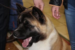 Всероссийская выставка собак в Великих Луках (фото)