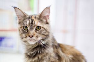 В Великих Луках пройдет контактная зоовыставка — время гладить котиков! (ФОТО)