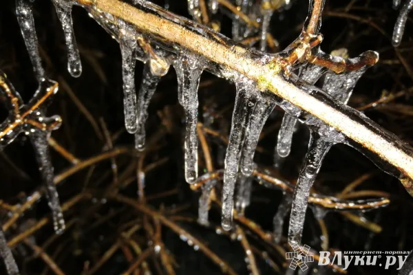 В Псковской области ожидается ледяной дождь