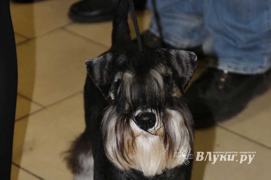 Всероссийская выставка собак в Великих Луках (фото)