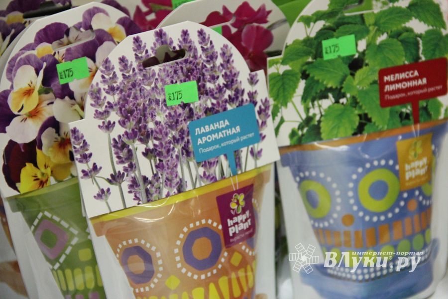 «Золотая Репка» удивляет! (ФОТО)