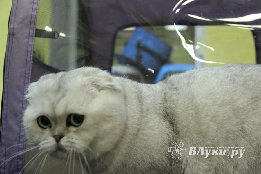 В Великих Луках прошла выставка кошек (фото)