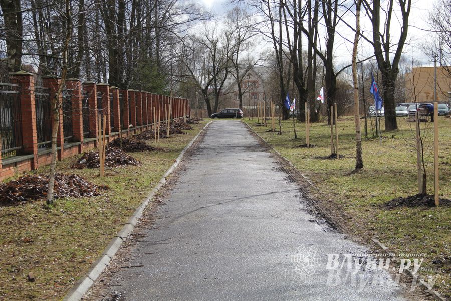 У Братского кладбища высадили новую аллею (фото)