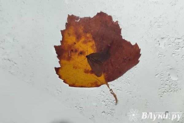 Сегодня великолучанам обещают дождь