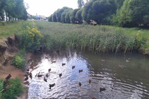 Великолучанка написала губернатору про «загубленную речушку» (ФОТО)