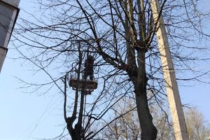 На Пионерской пилят деревья (ФОТО)