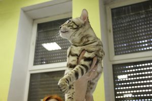 В Великих Луках прошла выставка кошек (фото)