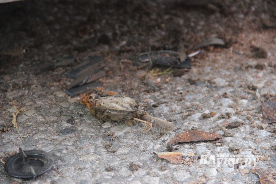 На Гагарина в Великих Луках столкнулись два «немца» (ФОТО)