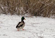 Северо-Запад окажется во власти атлантического циклона