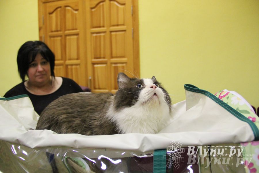 В Великих Луках прошла выставка кошек (фото)