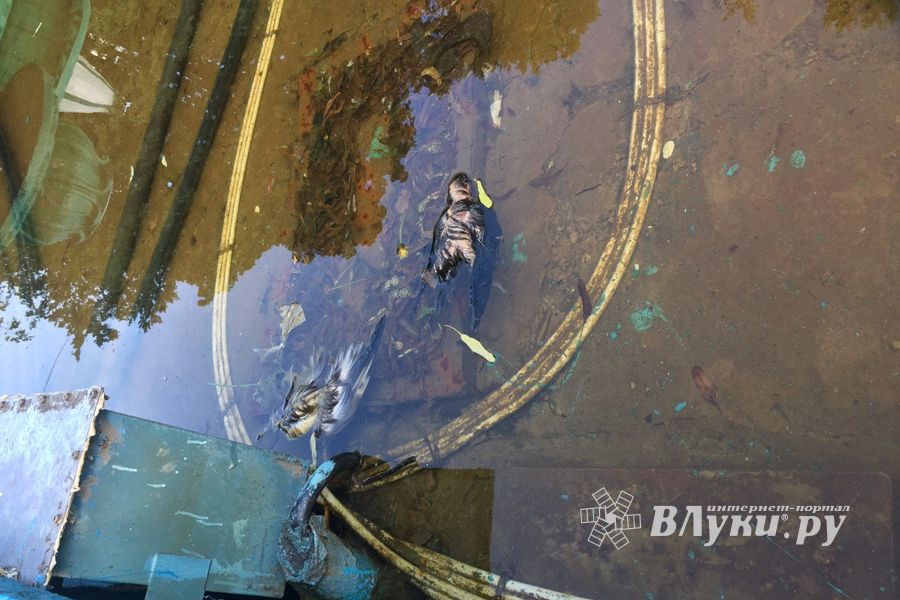 Страшнее, чем у Хичкока — фонтан в Великих Луках (ФОТО 16+)