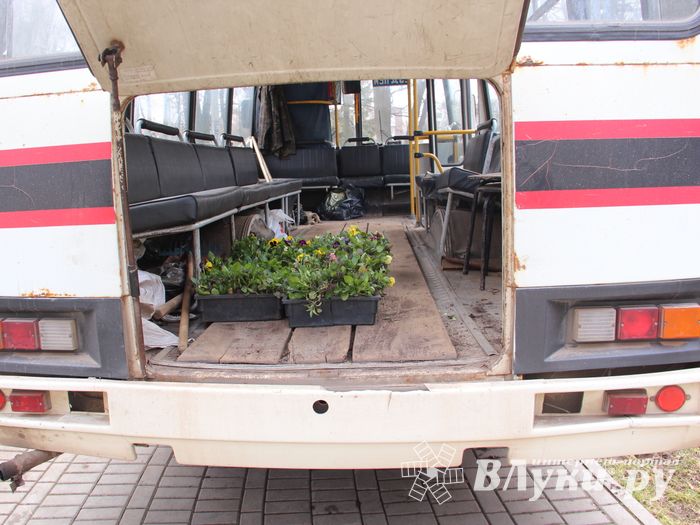 Виолы первыми появились на клумбах Великих Лук (ФОТО)