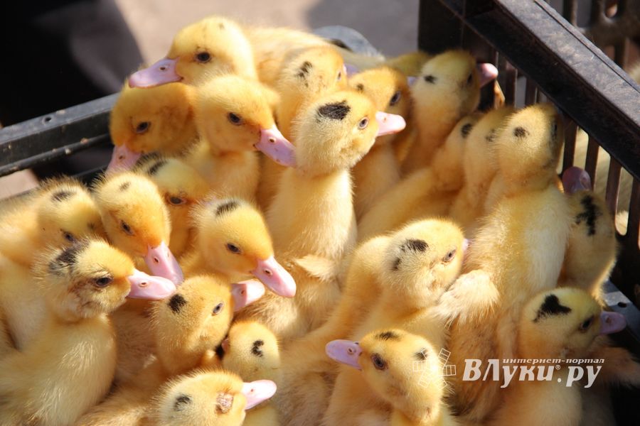 СТЦ «СтройСам» порадовал великолучан на универсальной ярмарке «Весна-2018» (ФОТО)