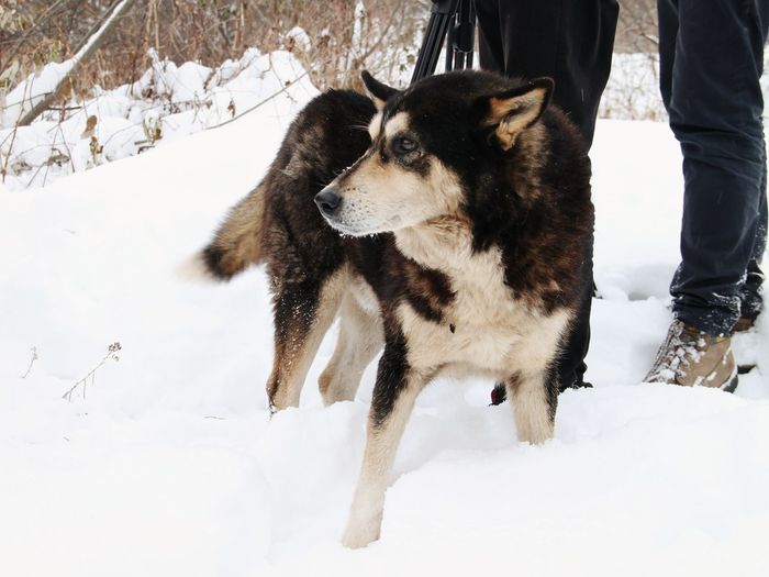 Черныш, спасённый из ледяной воды, ищет хозяина (ФОТО)