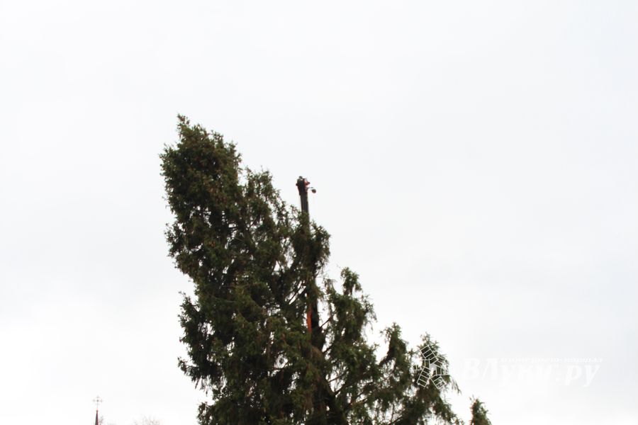 Сегодня в Великие Луки привезли главную новогоднюю ёлку (фото)