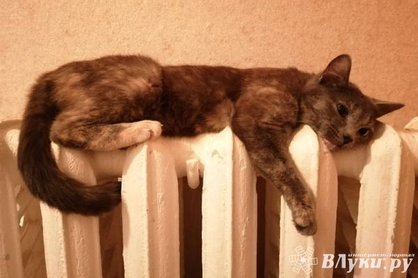 В Великих Луках 8 сентября начнется период пробного отапливания