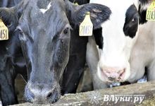 Мобильный крематорий для сельхозживотных может появиться в Псковской области