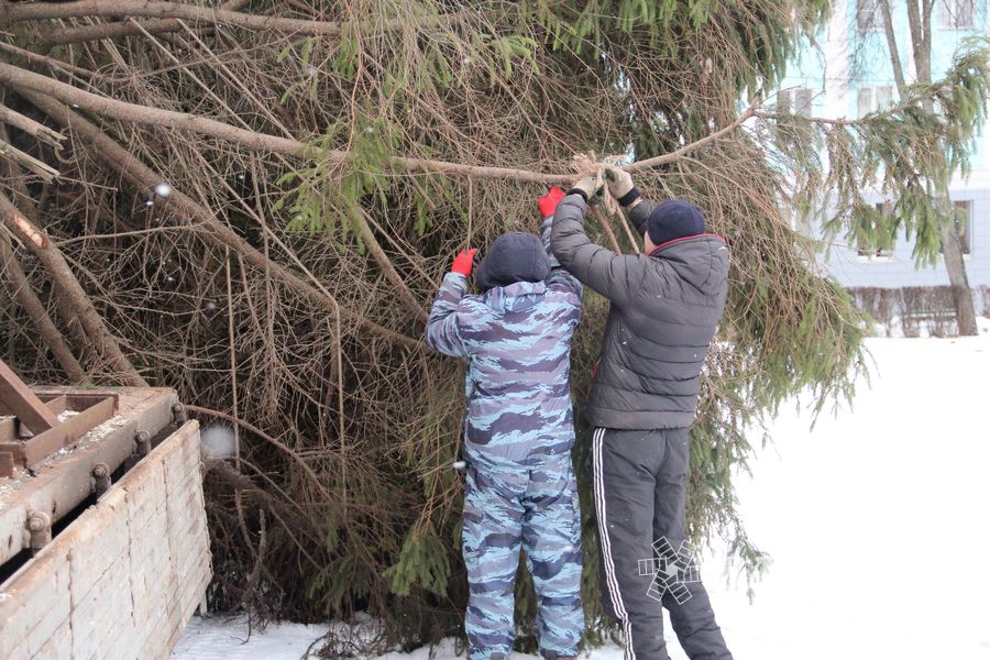 Ёлочка приехала! (ФОТО)