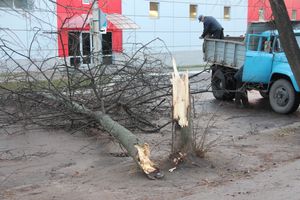 В Великих Луках дерево упало на проезжую часть 