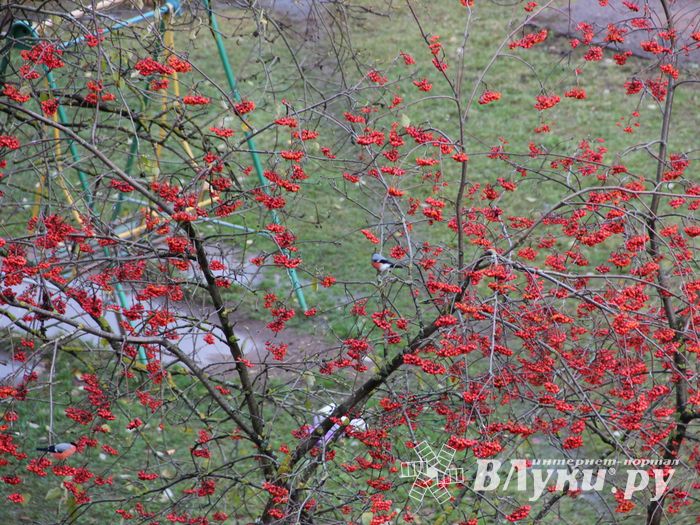 Зима в Великих Луках будет суровой (ФОТО)
