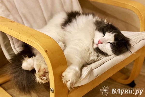 Прогноз погоды на 21 января в Великих Луках