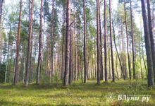 Лесному фонду Опочецкого района нанесён огромный ущерб