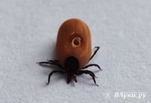 Врач рассказал, как можно спастись от энцефалита после укуса клеща