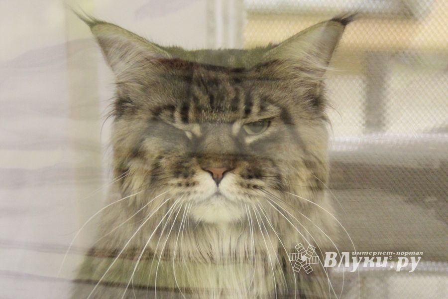 В Великих Луках прошла выставка кошек (фото)