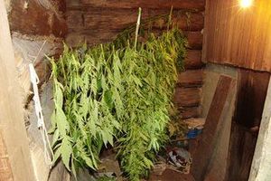 Житель Санкт-Петербурга вырастил «плантацию» конопли в Псковской области (фото)