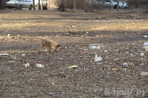 Город в ожидании субботника