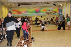 Всероссийская выставка собак в Великих Луках (фото)