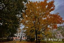 Прогноз погоды в Великих Луках на 30 октября