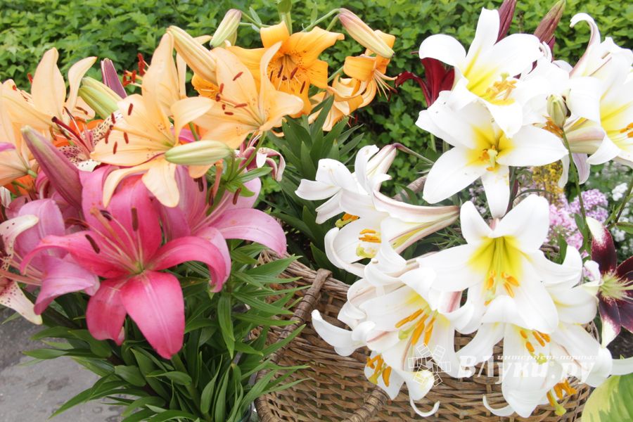 «Парад детских колясок» в День семьи, любви и верности (ФОТО)