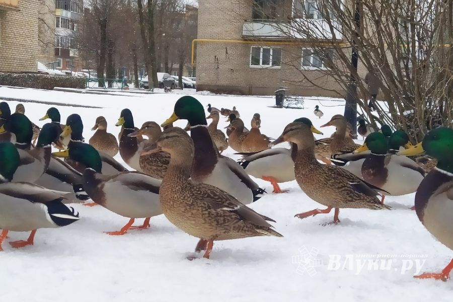 © ВЛуки.ру