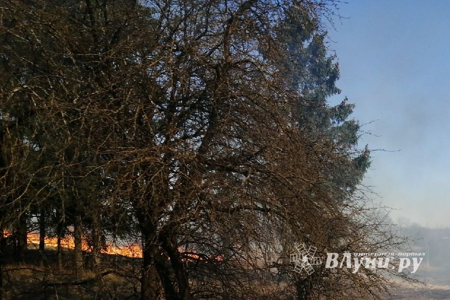 В Псковской области зарегистрировано 10 лесных пожаров