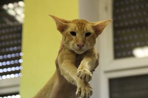 В Великих Луках прошла выставка кошек (фото)